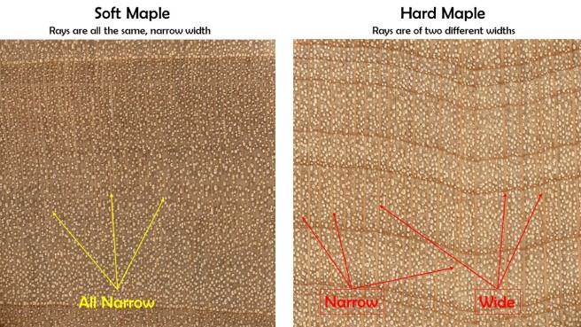 Hard vs Soft Maple Endgrain